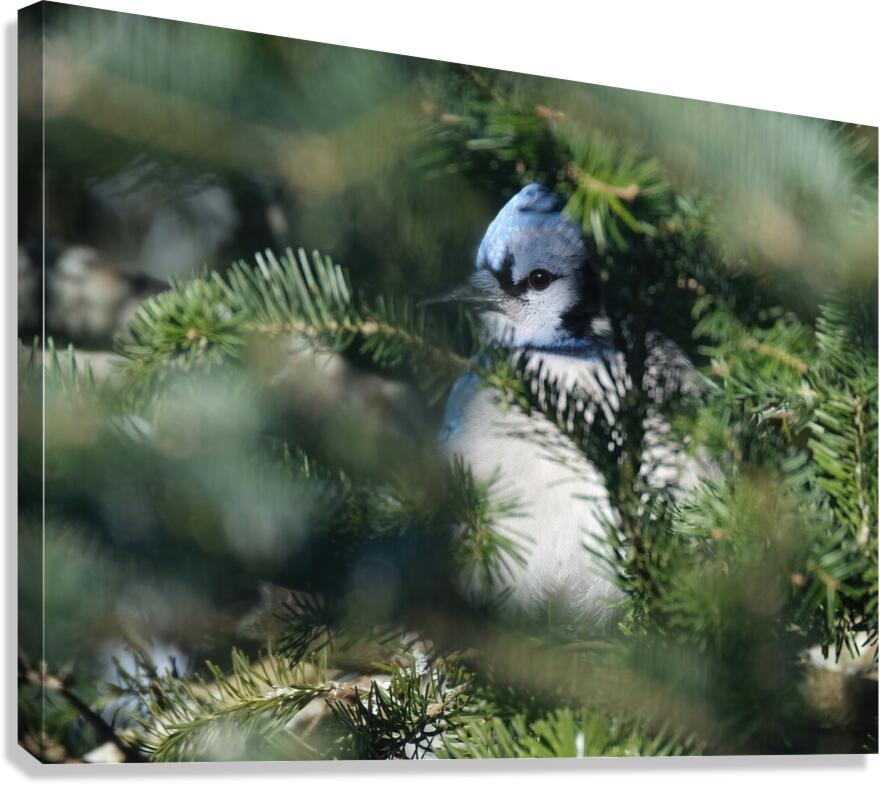 Bird Photography    Canvas Print