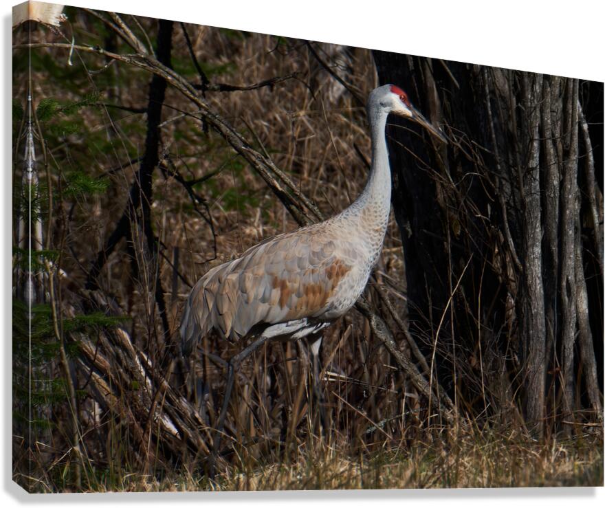 Bird Photography    Canvas Print