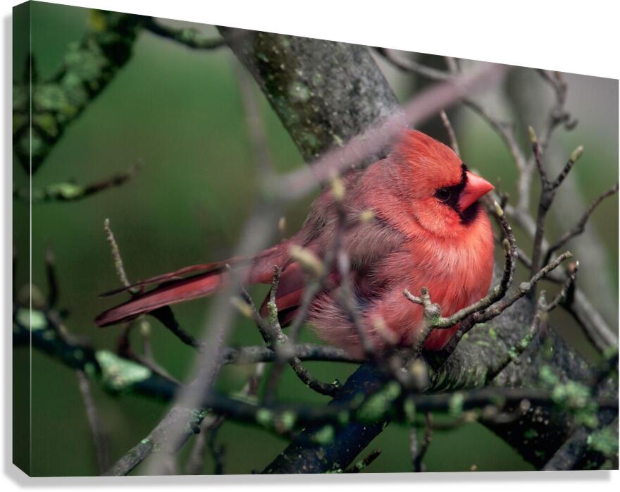 Bird Photography    Canvas Print
