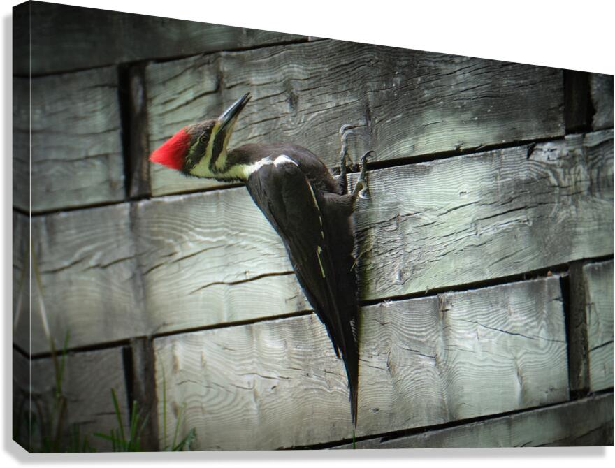 Bird Photography    Canvas Print