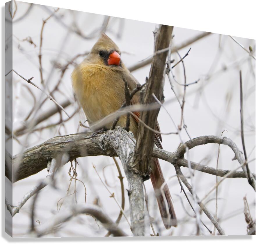 Bird Photography    Canvas Print