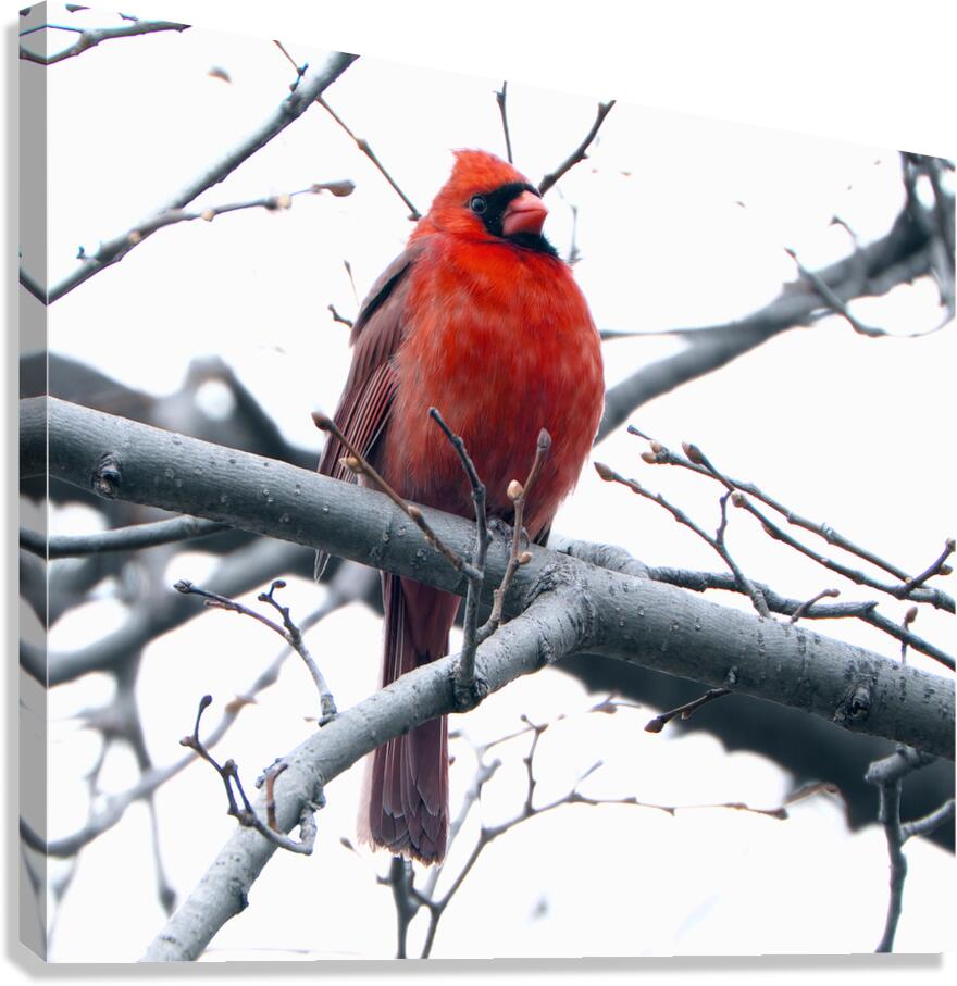 Bird Photography    Canvas Print