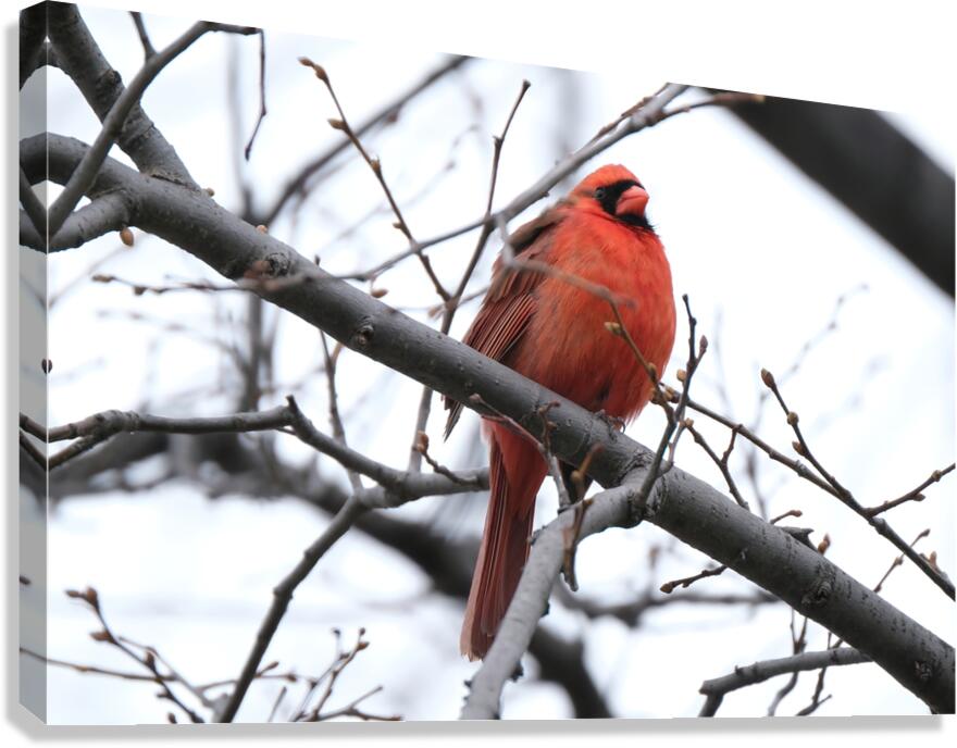 Bird Photography    Canvas Print