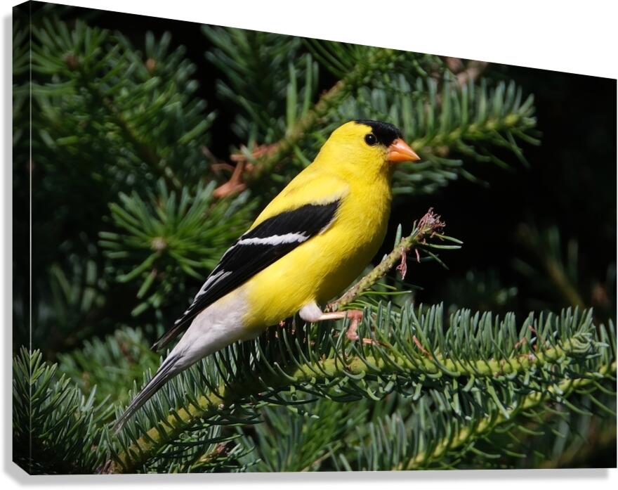 Bird Photography    Canvas Print