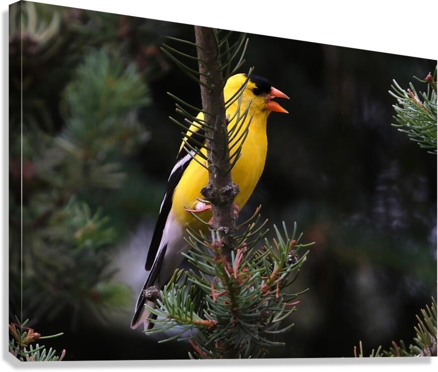 Bird Photography    Canvas Print
