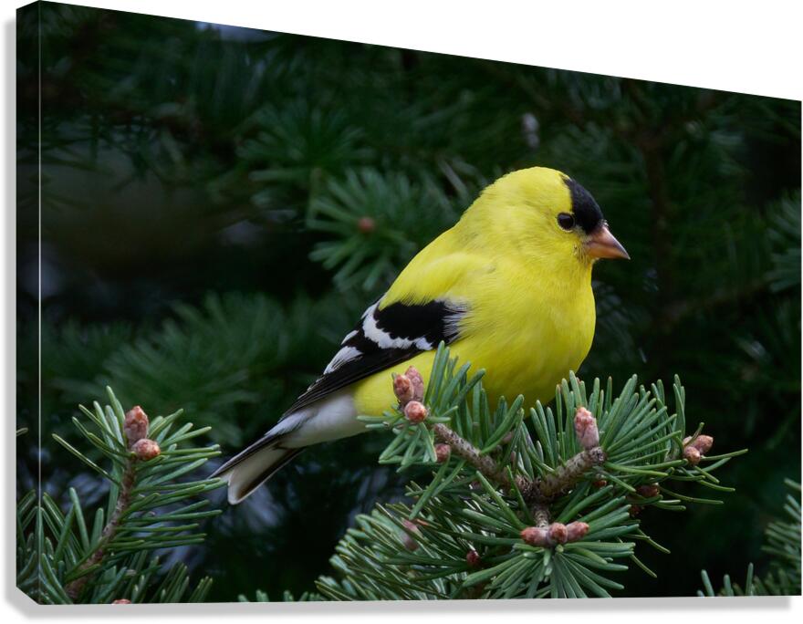 Bird Photography    Canvas Print