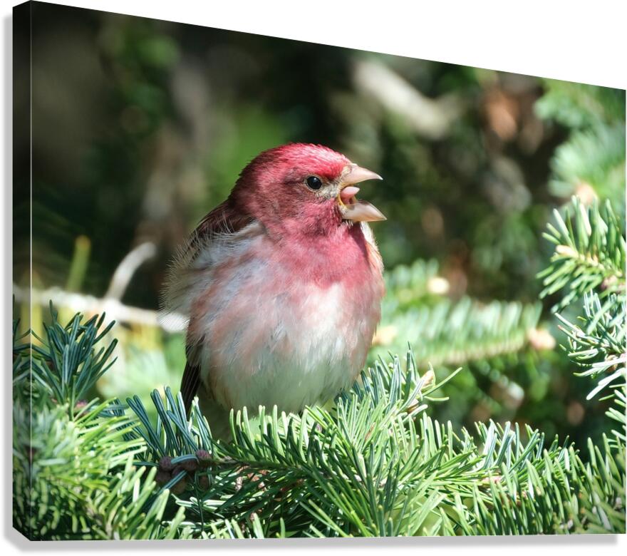 Bird Photography    Canvas Print