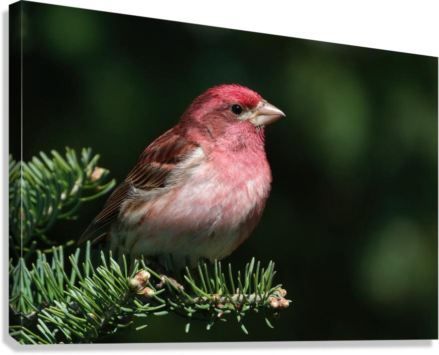 Bird Photography    Canvas Print