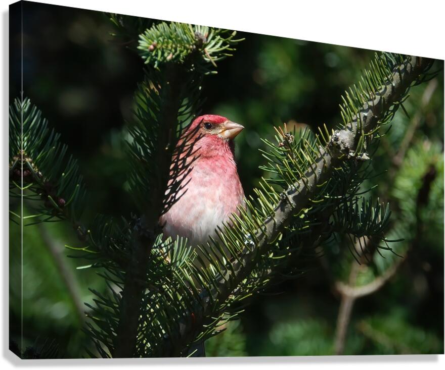 Bird Photography    Canvas Print