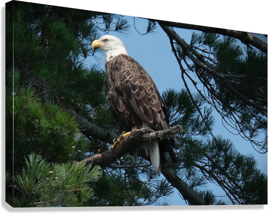 Bird Photography    Canvas Print