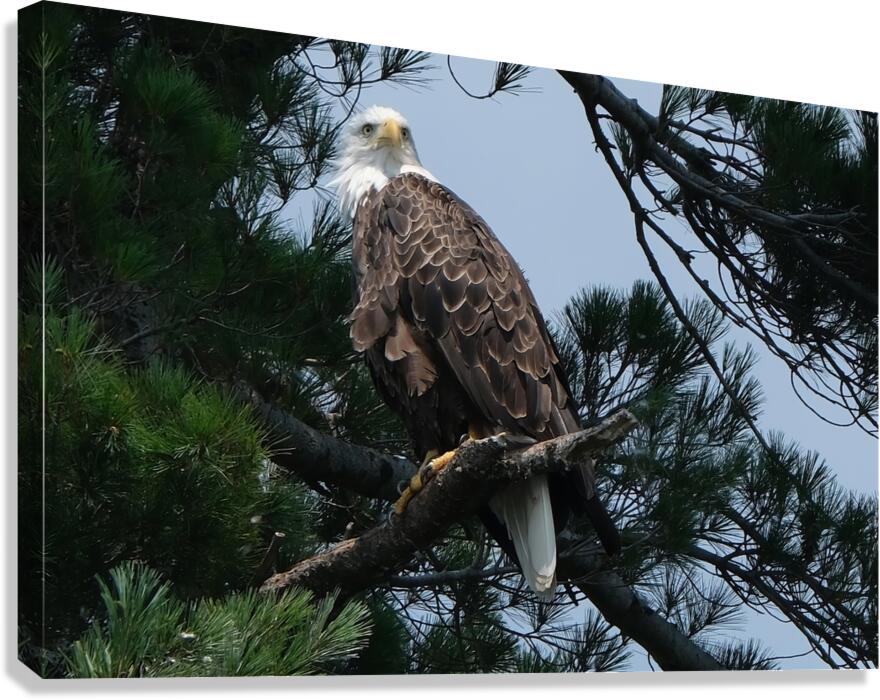 Bird Photography    Canvas Print