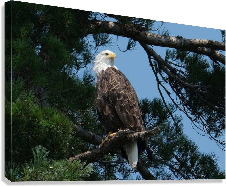 Bird Photography    Canvas Print