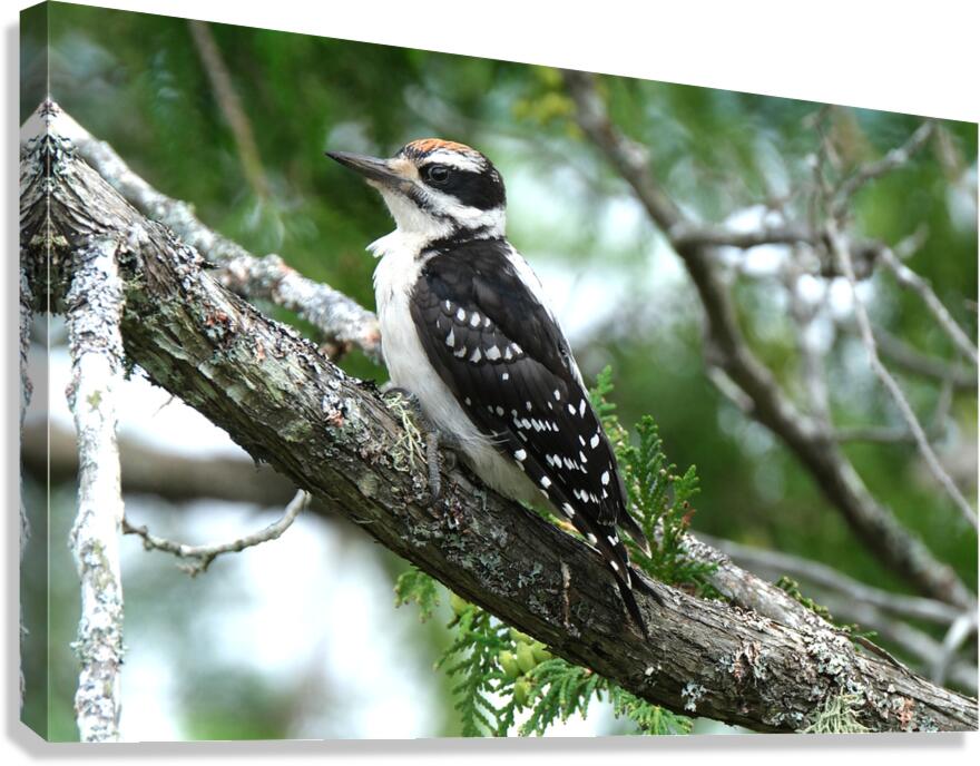 Bird Photography    Canvas Print