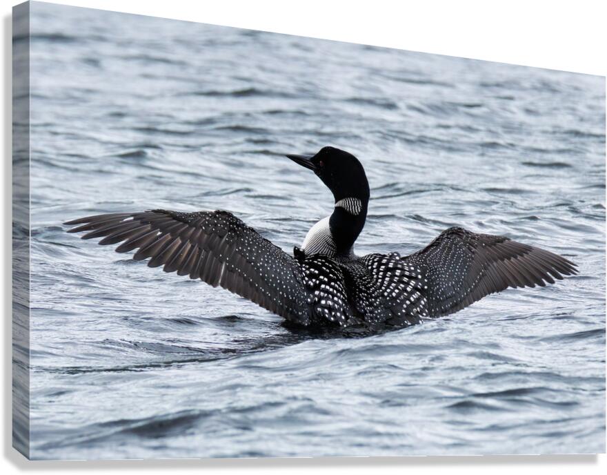 Bird Photography    Canvas Print