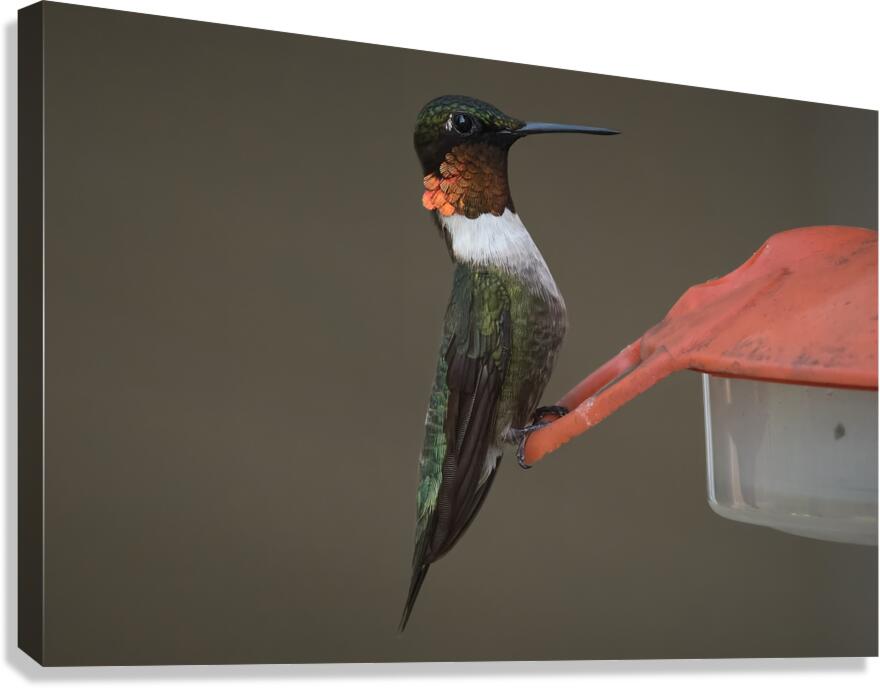 Bird Photography    Canvas Print
