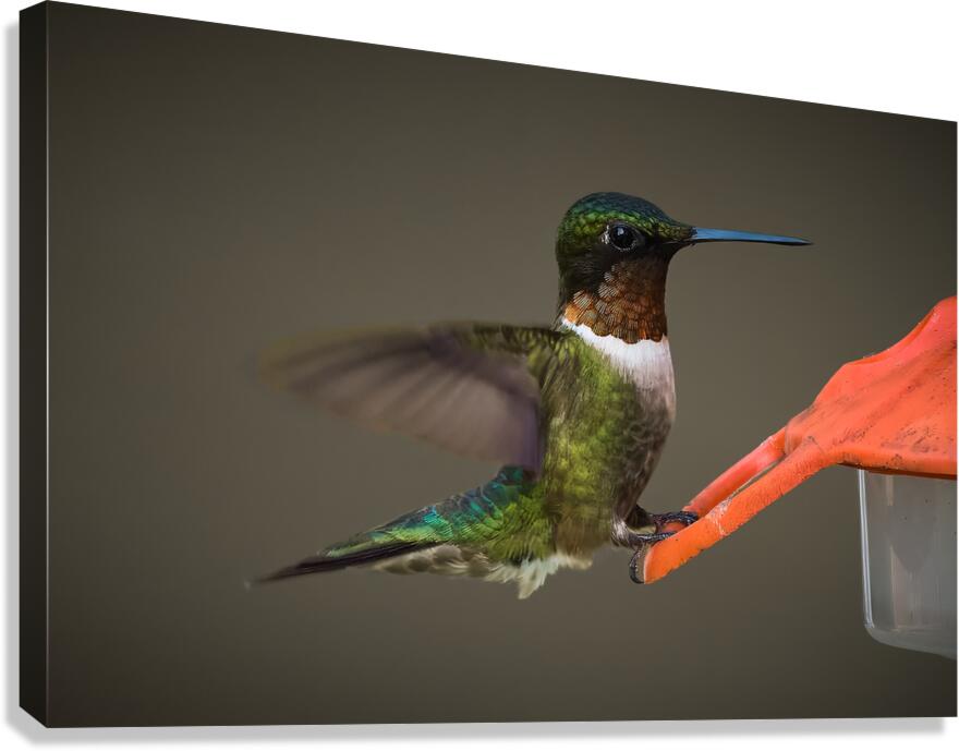 Bird Photography    Canvas Print