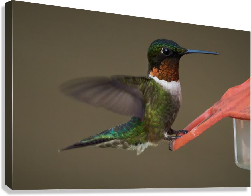 Bird Photography    Canvas Print