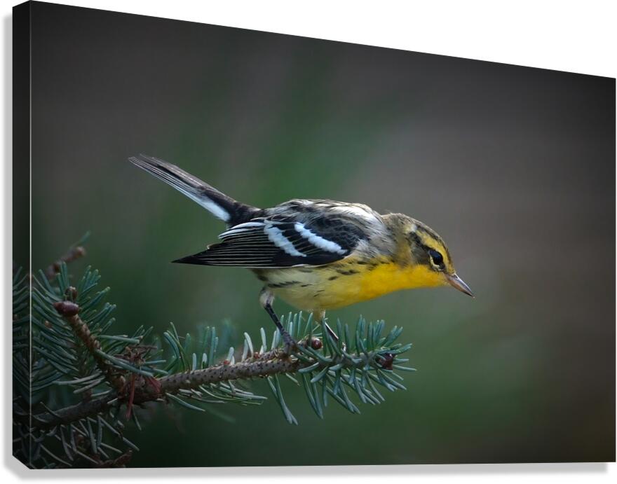 Bird Photography    Canvas Print