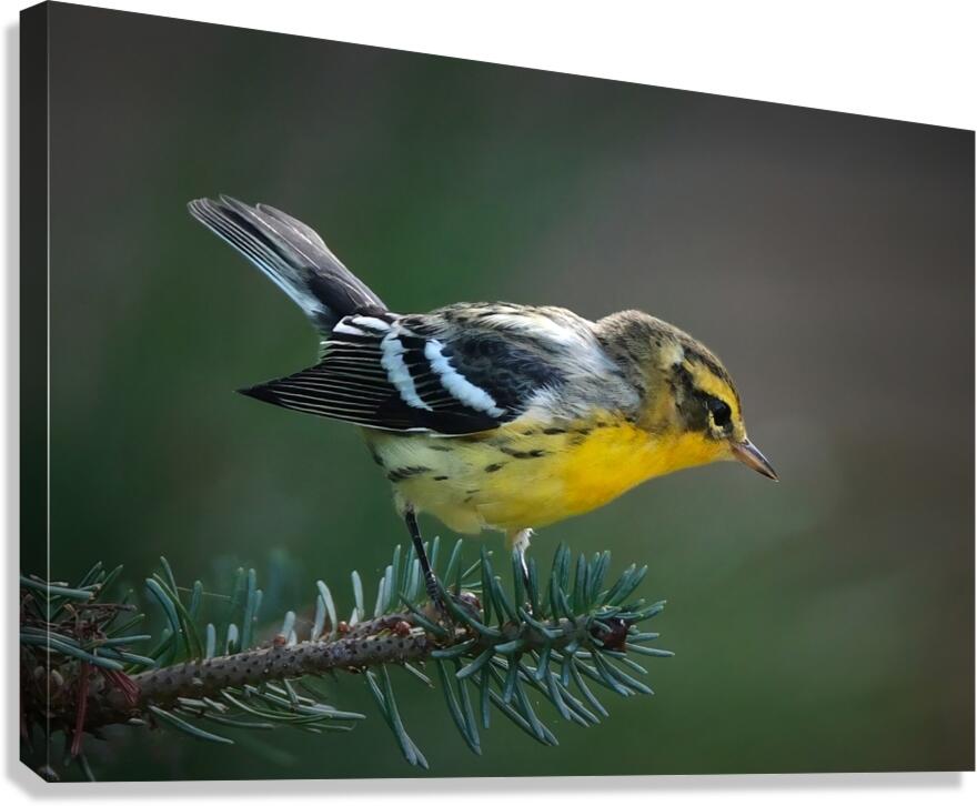 Bird Photography    Canvas Print