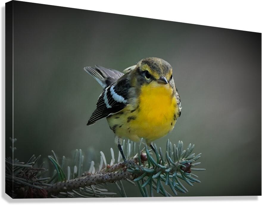 Bird Photography    Canvas Print