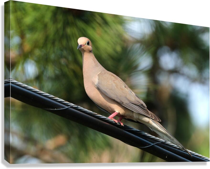 Bird Photography    Canvas Print