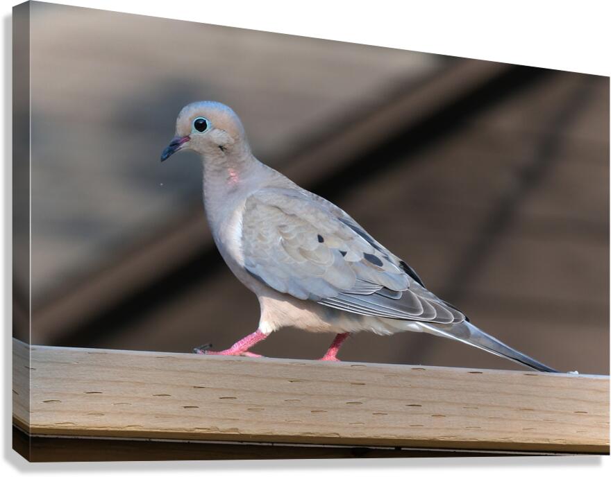 Bird Photography    Canvas Print