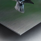 Bird Photography    Metal print