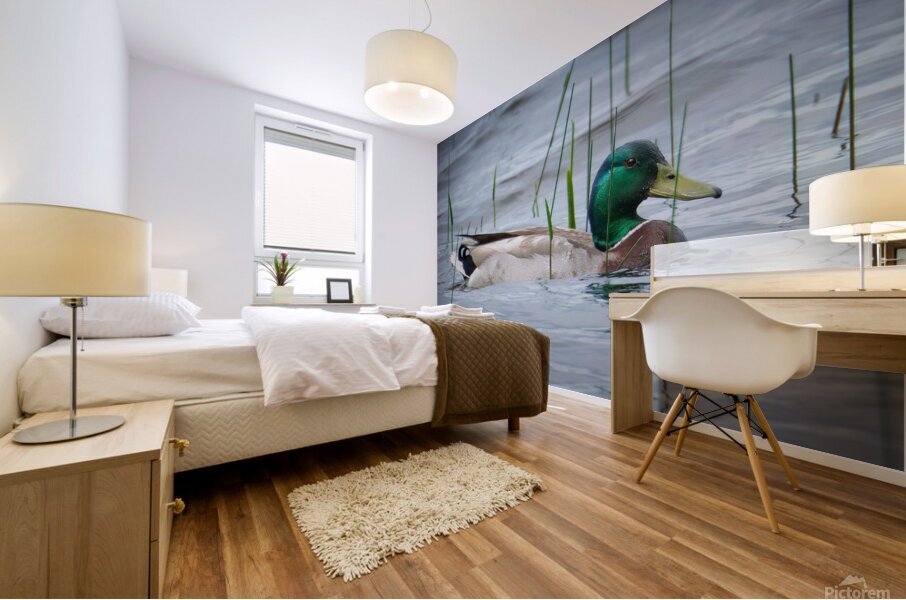 Bird Photography    Mural print