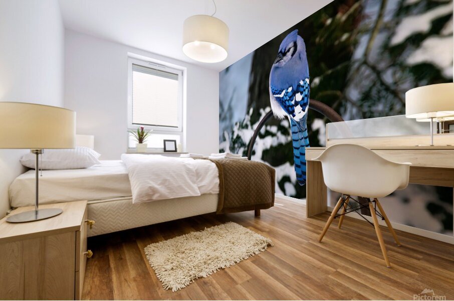 Bird Photography    Mural print