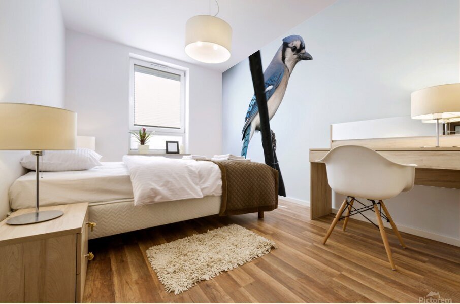 Bird Photography    Mural print