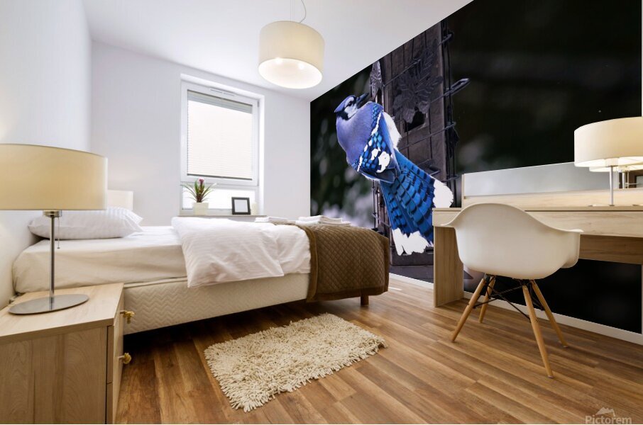 Bird Photography    Mural print