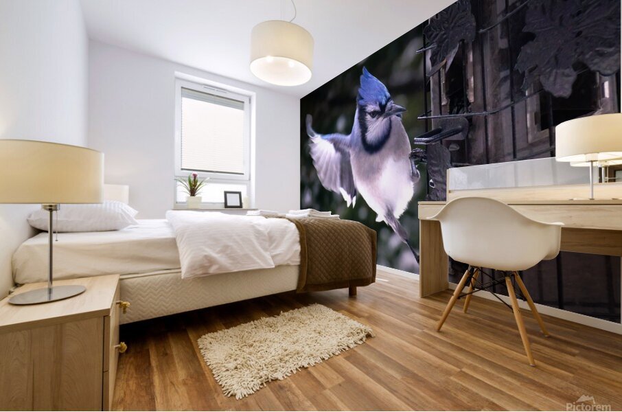 Bird Photography    Mural print