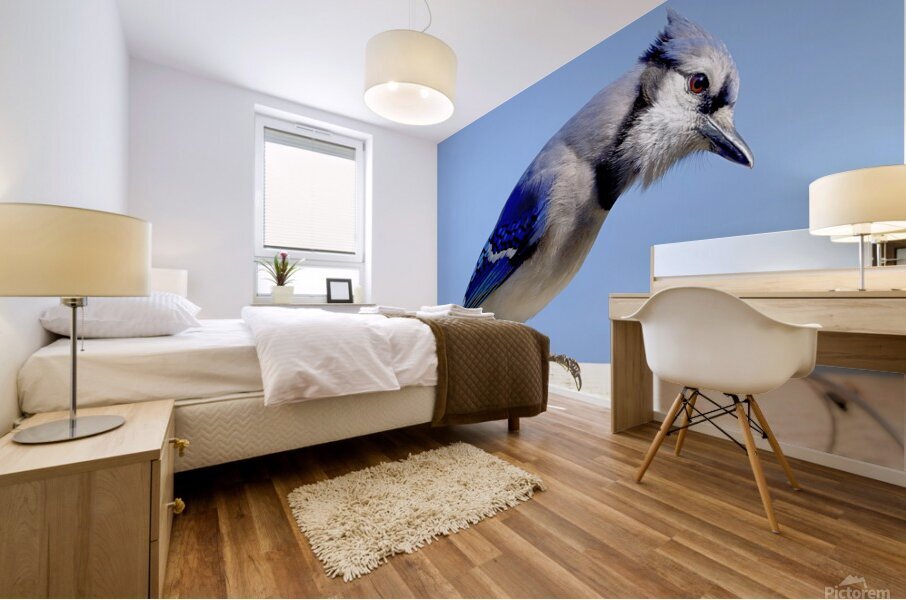 Bird Photography    Mural print