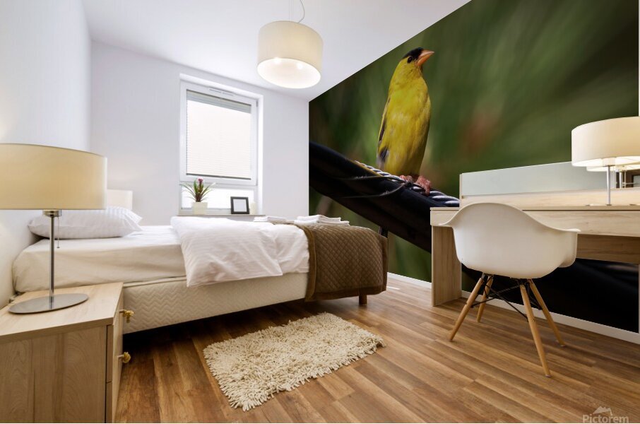 Bird Photography    Mural print