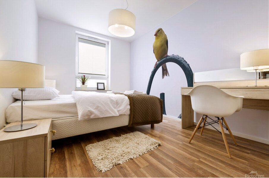 Bird Photography    Mural print