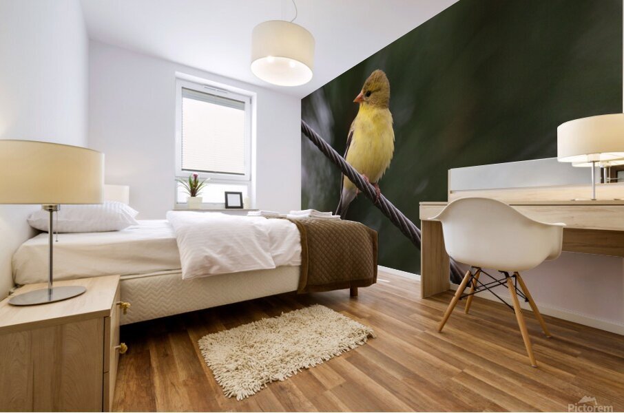 Bird Photography    Mural print
