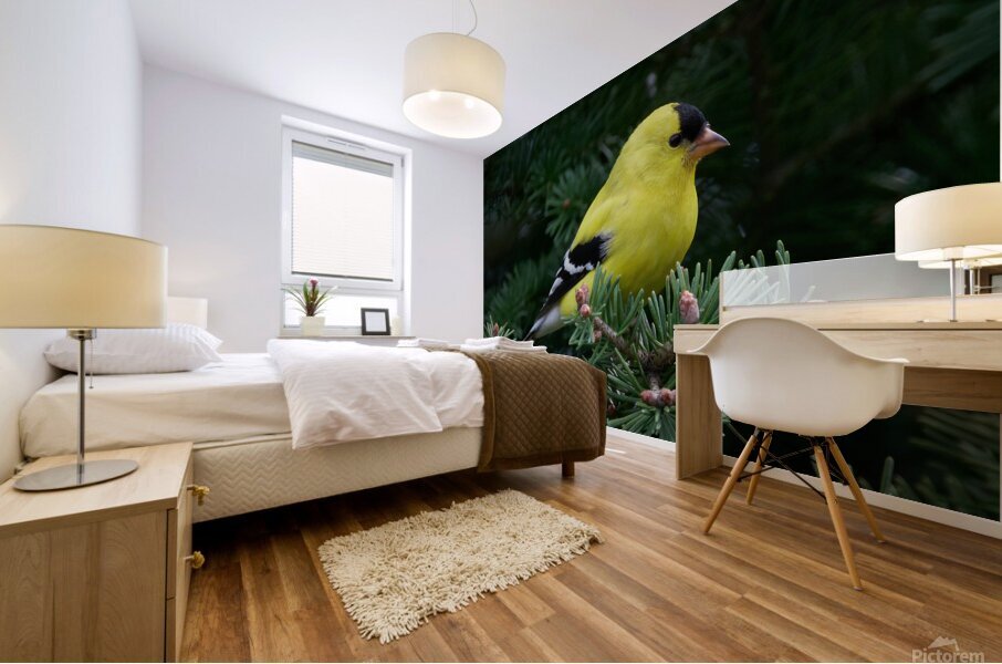 Bird Photography    Mural print