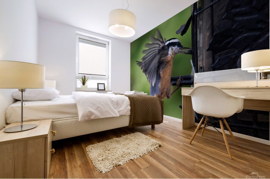 Bird Photography    Mural print