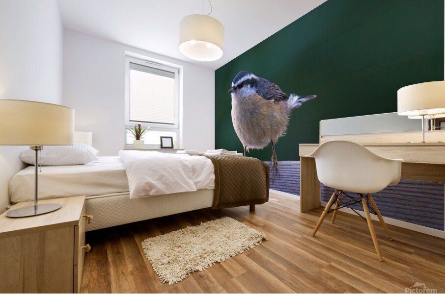 Bird Photography    Mural print
