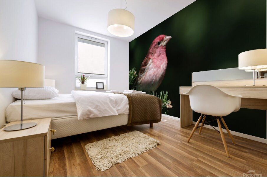 Bird Photography    Mural print