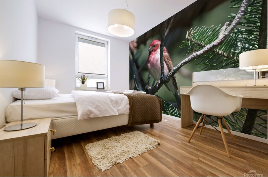 Bird Photography    Mural print