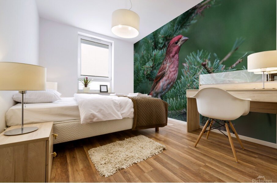 Bird Photography    Mural print