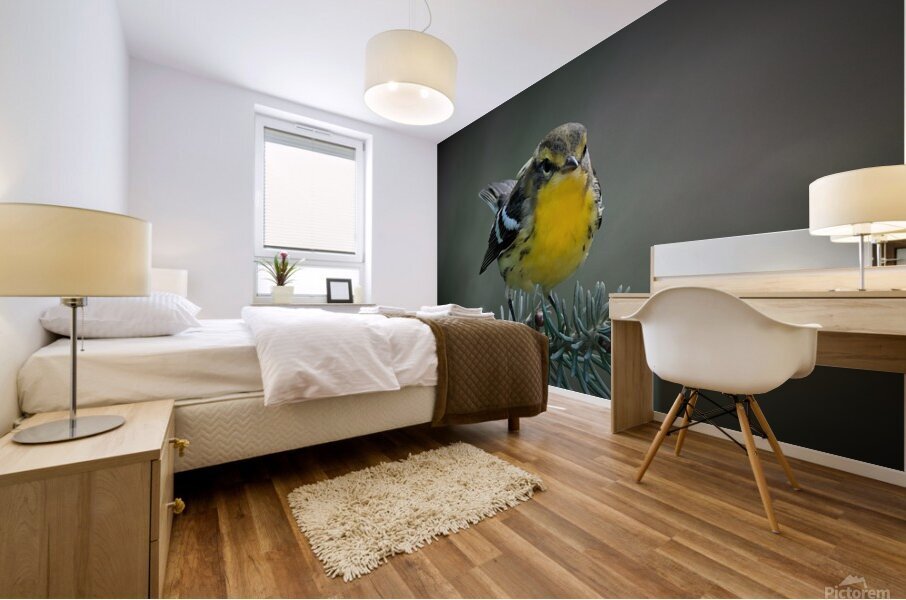 Bird Photography    Mural print
