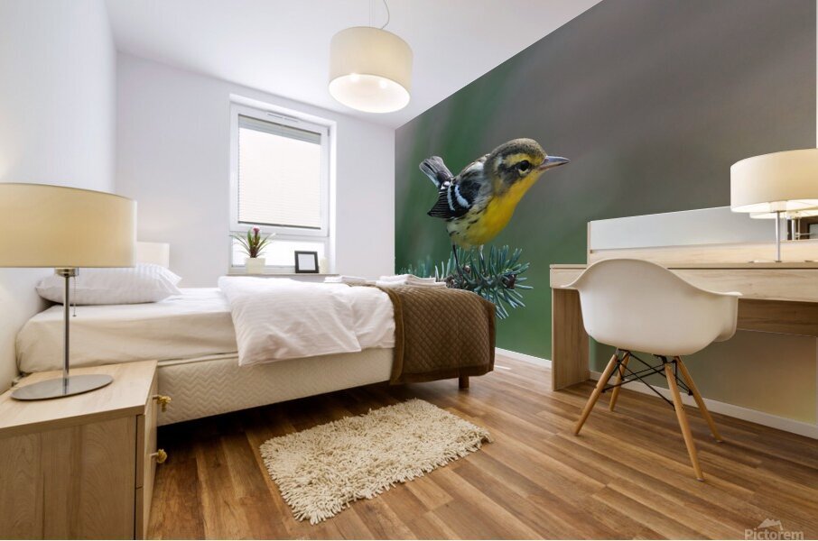 Bird Photography    Mural print