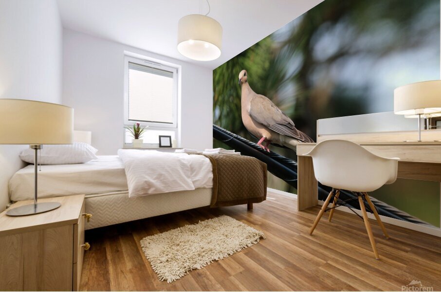 Bird Photography    Mural print