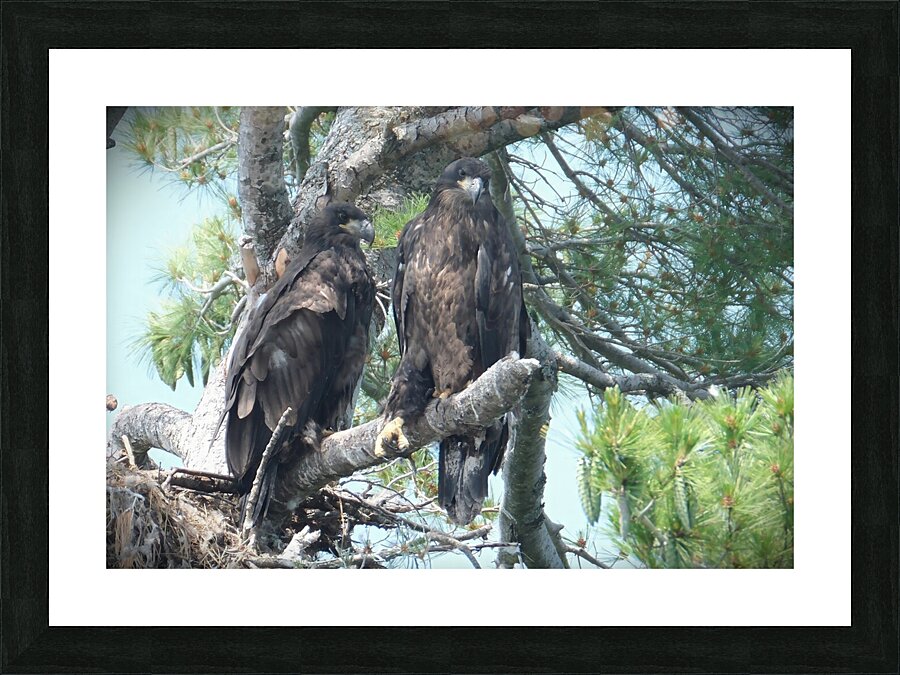 Bird Photography  Picture Frame print