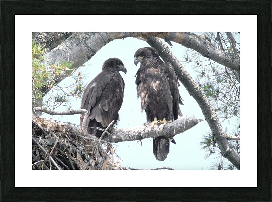 Bird Photography  Picture Frame print
