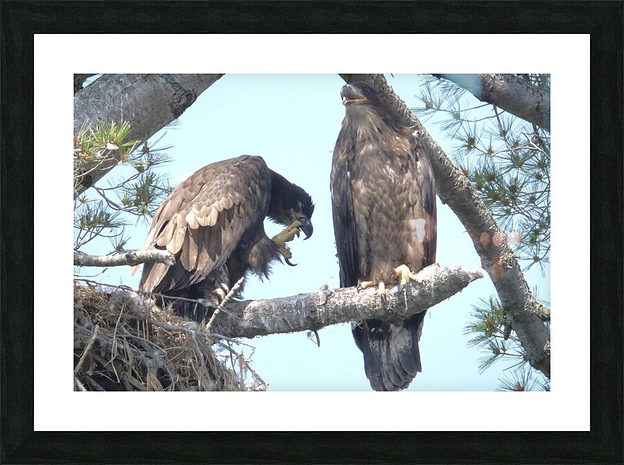Bird Photography  Picture Frame print