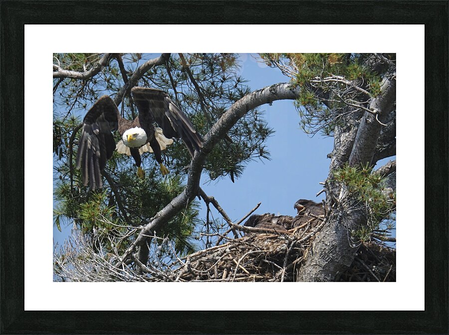 Bird Photography  Picture Frame print