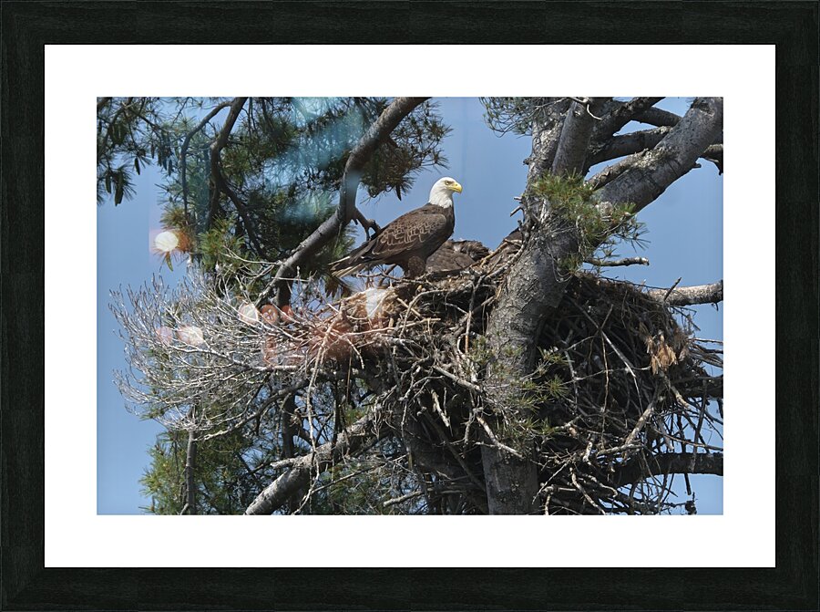 Bird Photography  Picture Frame print